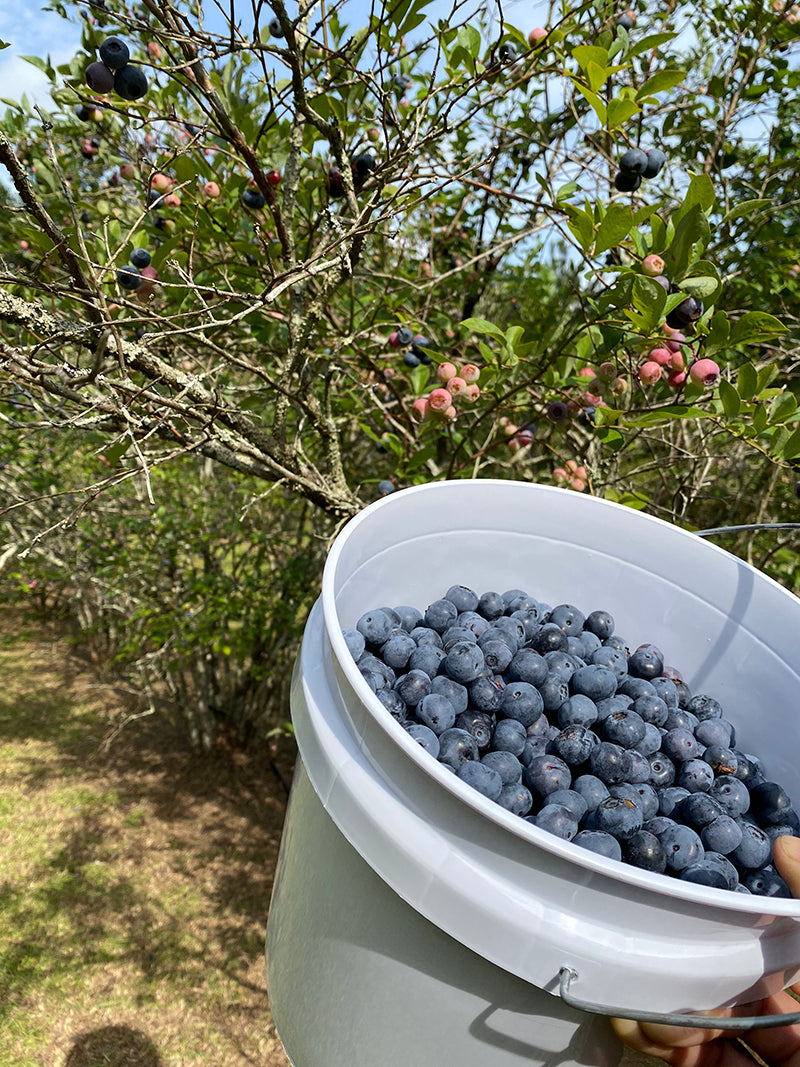 Bucket of Berries